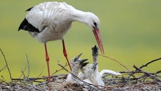 Die Storchenbabies werden in ihrem Nest gefüttert. Dieses Jahr gibt es in den Rheinauen jedoch nur recht wenig Nachwuchs.