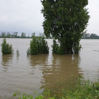 Auch in Worms-Rheindürkheim ist der Rhein erheblich angestiegen.