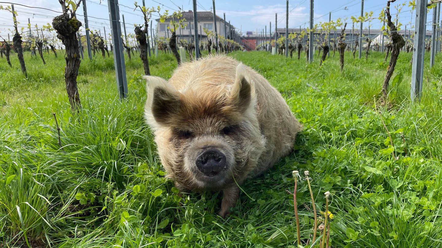 Ein Kunekune-Schwein liegt in einem Weinberg in Duchroth (Kreis Bad Kreuznach)
