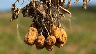 Kartoffeln mit Kartoffelknollenwelke