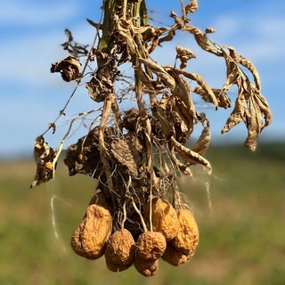 Kartoffeln mit Kartoffelknollenwelke