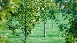 100 Setzlinge von Obstbäumen sind in Zornheim gestohlen worden. 