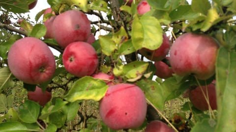 Reife Äpfel in Wackernheim