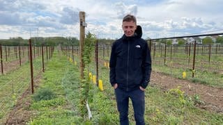 Winzer Felix Hemer steht im Weinberg neben einem neu gepflanzten Baum. Mehr Schatten: Weingut in Worms setzt auf Bäume im Weinberg