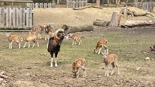 Acht kleine Muffel-Lämmer grasen im Wildpark unter der Aufsicht eines ausgewachsenen Widders mit großen kreisförmigen Hornschnecken