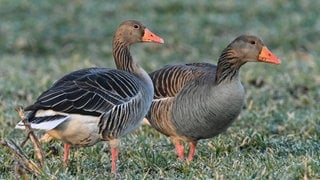 Ein Graugans-Küken hat sich in Mainz mit dem Vogelgrippe-Virus infiziert und ist verendet.