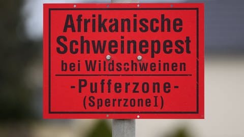 Auf einem roten Warnschild steht: Afrikanische Schweinepest bei Wildschweinen