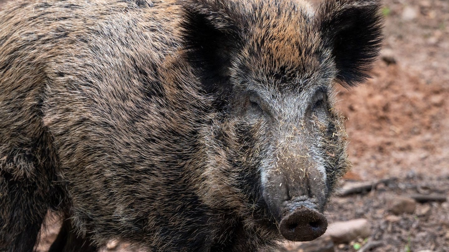 Ein Wildschwein steht in einem Wildgehege. In hessen wurde erstmals ein Fall von Afrikansicher Schweinepest entdeckt - genau gesagt in Groß-Gerau.