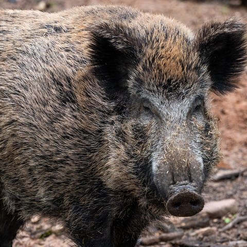 Ein Wildschwein steht in einem Wildgehege. In hessen wurde erstmals ein Fall von Afrikansicher Schweinepest entdeckt - genau gesagt in Groß-Gerau.