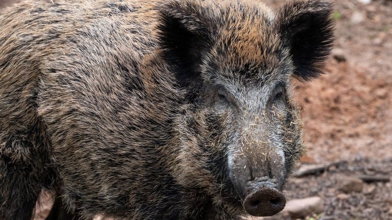 Afrikanische Schweinpest Wirkt Sich Auch Auf Vorderpfalz Aus - SWR Aktuell