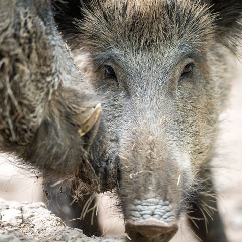 Auf dem Bild ist ein Wildschwein: Schweinepest: Stadt Mainz und Kreis Mainz-Bingen warten auf Landesverordnung