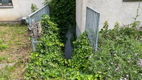 An der Häuserfassade kann man vor lauter Unkraut die Treppe zum Keller kaum erkennen. Der Abgang ist mit Efeu zugewuchert. Die Ausgänge in den Garten sind schon lange nicht mehr begehbar.