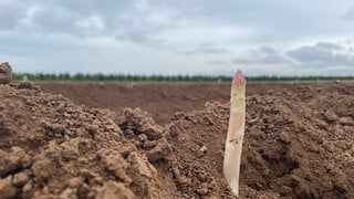 Spargel Saison geht mit guter Bilanz in Rheinhessen zu Ende