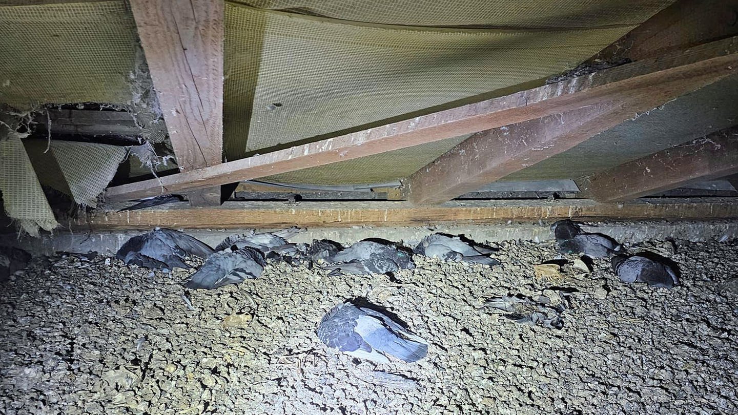 Eingeschlossen auf Wormser Dachboden - Hunderte Tauben tot  