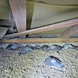 Es war zu heiß und zu stickig - mehrere hundert Tauben sind auf einem Wormser Dachboden verendet, nachdem Dachdecker das Dach geschlossen hatten.