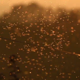 Hunderte Mücken fliegen kurz nach Sonnenuntergang an einem Zaun.