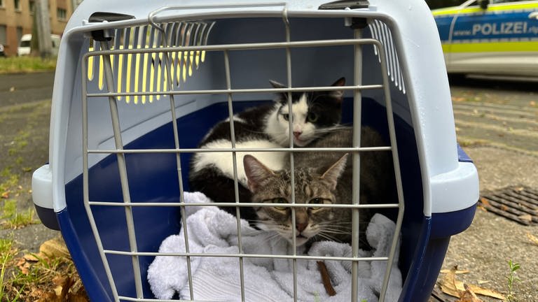 Zwei Katzen werden in einem Tragekorb in Sicherheit gebracht.