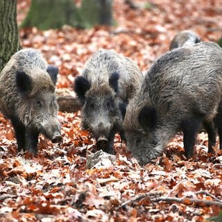Wildschweine wühlen im Waldboden.