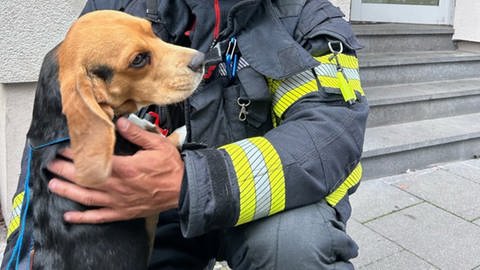 Dank aufmerksamer Nachbarn konnte Beagle Frank schnell von der Mainzer Feuerwehr gerettet werden.
