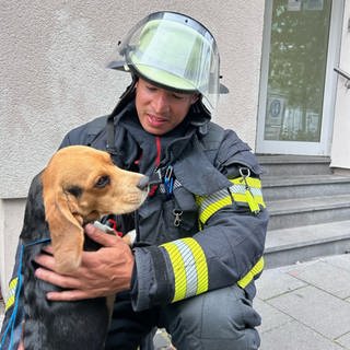 Dank aufmerksamer Nachbarn konnte Beagle Frank schnell von der Mainzer Feuerwehr gerettet werden.