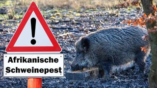 Ein Wildschwein steht im Wald - davor ein Schild, das vor der Afrikanischen Schweinepest warnt.