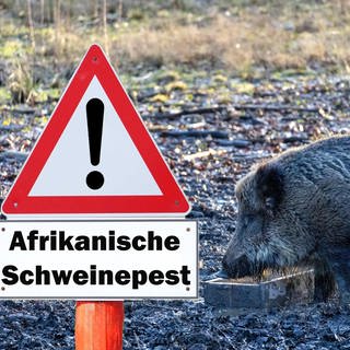 Ein Wildschwein steht im Wald - davor ein Schild, das vor der Afrikanischen Schweinepest warnt.