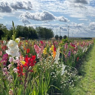 Feld zum Blumen selber schneiden in Kleinwinternheim