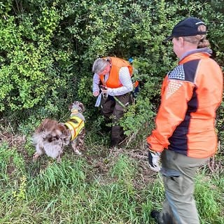 Mitten im Gebüsch wird nach Wildschweinkadaern gesucht