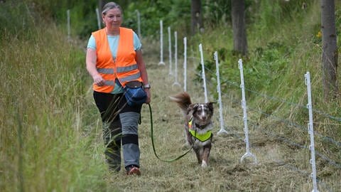 Kadaverspürhündin „Pebbles“ (Australian Shepherd) läuft mit ihrer Hundeführerin Petra Nitschke aus Mainz nach dem Aufbau eines mobilen Elektrozauns über einen gemähten Grasstreifen. Der Zaun dient der Eindämmung der Afrikanischen Schweinepest. Zunächst wird ein erster Abschnitt von rund acht Kilometern Länge östlich der Bundesstraße 9 von Oppenheim bis Guntersblum errichtet. Insgesamt soll der Zaun rund 30 Kilometer lang werden.