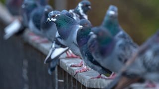 Die Stadt Wiesbaden wird ab August die männlichen Tauben in der Stadt mit Hilfe der Stadttaubenhilfe MainzWiesbaden e. V. sterilisieren.(dpa)