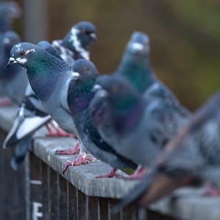 Die Stadt Wiesbaden wird ab August die männlichen Tauben in der Stadt mit Hilfe der Stadttaubenhilfe MainzWiesbaden e. V. sterilisieren.(dpa)