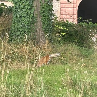 Der Fuchs in Mainz ist mit seinem Kopf in eine Plastikflasche geraten und kommt offensichtlich nicht mehr 