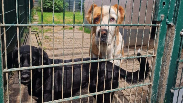 Luna, mit ihrem schwarzen Fell, ist seit zwei Jahren im Mainzer Tierheim - Balu seit sechs Jahren. Ihre Besitzer wollten sie nicht mehr, weil sie ihnen zu anstrengend waren. 
