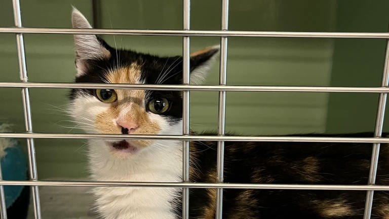 Die kleine Katze Kira ist vom Ordnungsamt aus einer Wohnung geholt und ins Tierheim Mainz gebracht worden. 