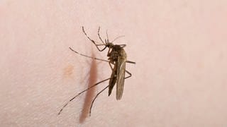 Eine Mücke (Aedes flavescens) sitzt auf einem Arm. 