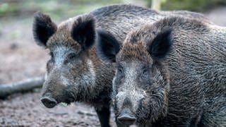 Zwei Wildschweine im Wald