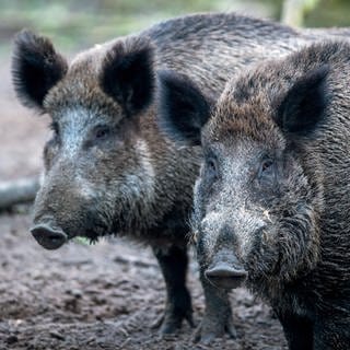 Zwei Wildschweine im Wald