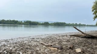 Wildes Rheinufer im Naturschutzgebiet Fulder Aue-Ilmen Aue bei Bingen. 