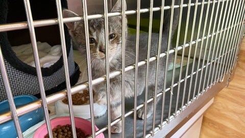 Viele der Katzen in der Notauffangstation in Bingen sind noch ganz klein.