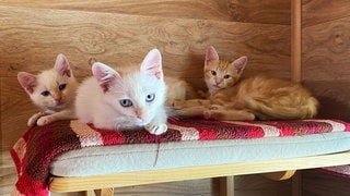 Katzenbabys in der Notauffangstation