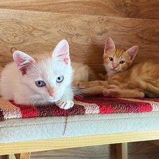 Katzenbabys in der Notauffangstation