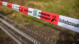 Ein Elektrozaun im Kreis Alzey-Worms soll dabei helfen, dass sich die Schweinepest nicht weiter ausbreitet.