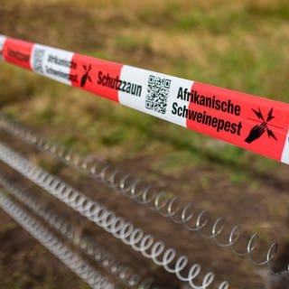 Ein Elektrozaun im Kreis Alzey-Worms soll dabei helfen, dass sich die Schweinepest nicht weiter ausbreitet.