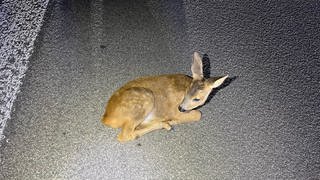 Das kleine Rehkitz liegt regungslos auf der A61 bei Welgesheim.