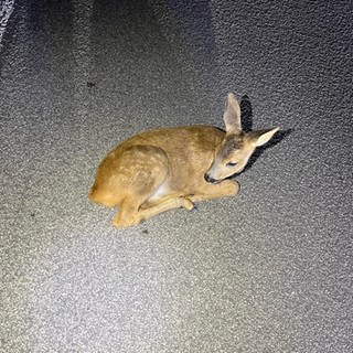 Das kleine Rehkitz liegt regungslos auf der A61 bei Welgesheim.