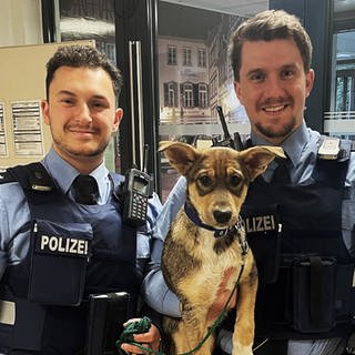 Der Hundewelpe mit seinen uniformierten Rettern.