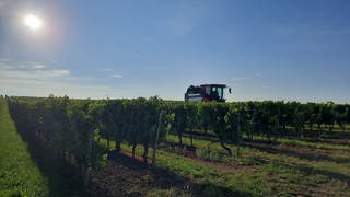 In Dexheim ist am frühen Morgen der erste Federweiße in Rheinhessen gelesen worden. 