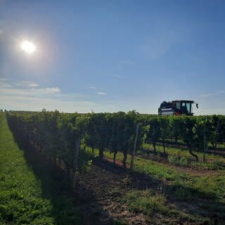 In Dexheim ist am frühen Morgen der erste Federweiße in Rheinhessen gelesen worden. 