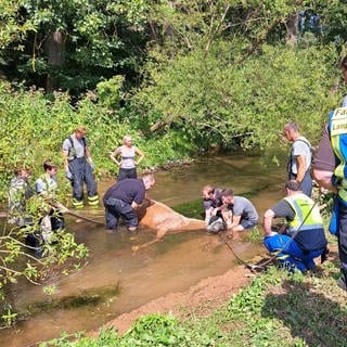 Helfer der Feuerwehr Langenlonsheim retten Pferd "Eva" aus dem Guldenbach bei Bretzenheim.