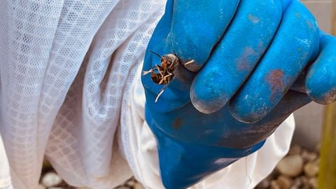 In Worms-Neuhausen entfernt der Experte an einem Wohnhaus das Nest der Afrikanischen Hornisse.